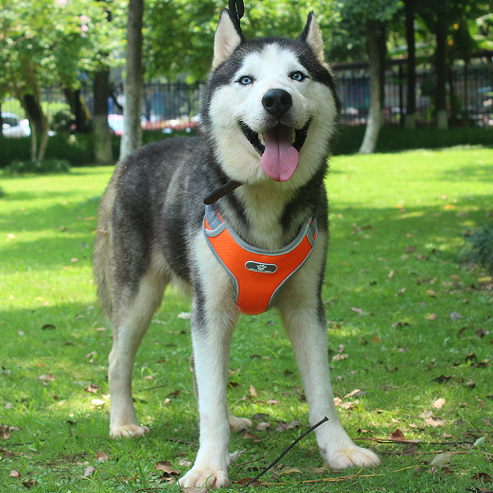 Szelki dla psa ASTRO pomarańczowe rozmiar XL