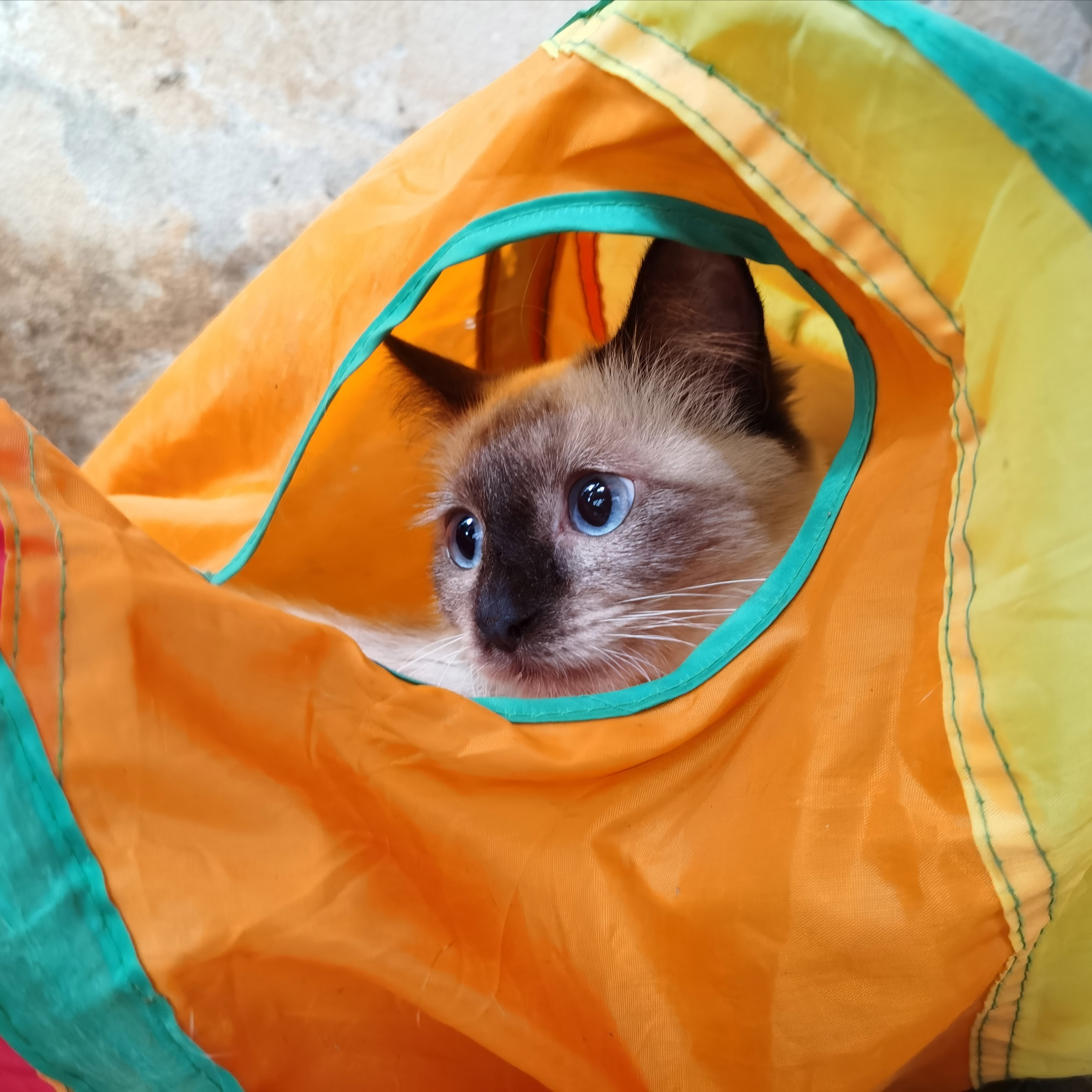 Tunel sprężyna długa zabawka dla kota FIGARO
